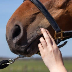 Equi Protecta Pferdesalbe -Cavalo Tiere Geschaft equi protecta paardenzalf 161324 0500 none