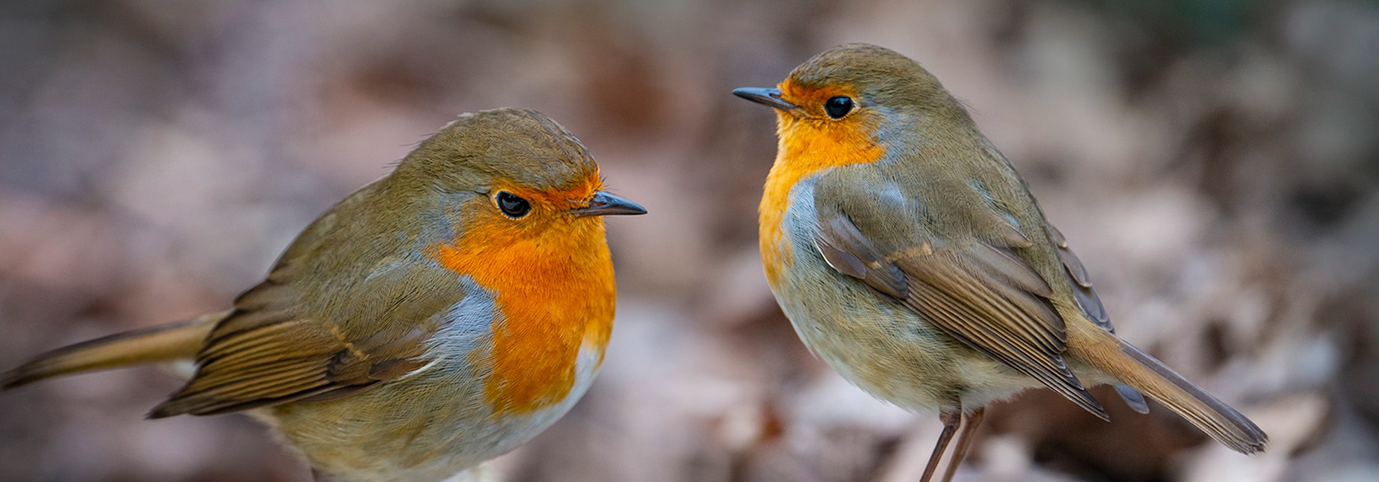 Cavalo Tiere Geschaft 2 Cavalo Tiere Geschaft -Cavalo Tiere Geschaft garden
